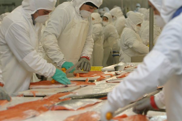 <p>Informe de la FNE revela el poder de la industria productora de alimentos para el salmón</p>