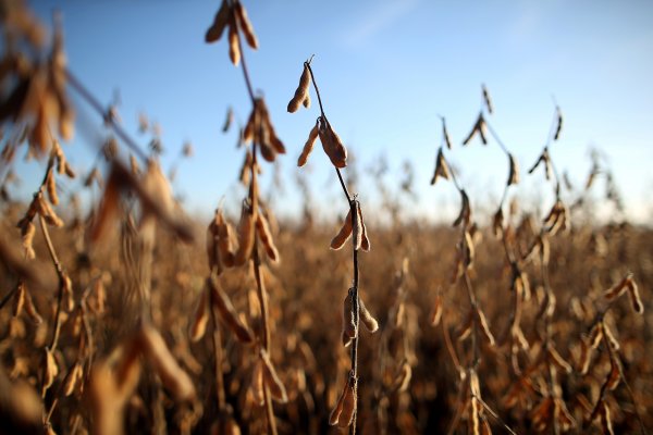 Acuerdo comercial entre EEUU y China podría dañar exportaciones de soya de Brasil