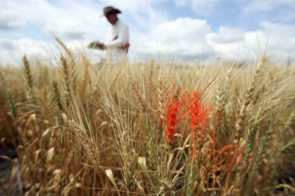 Precios mundiales de los alimentos tocan máximo de 5 años en diciembre