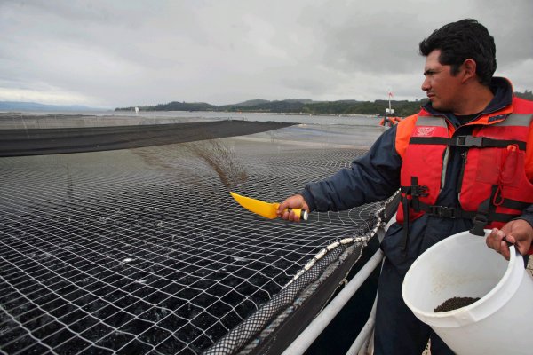 Peruana Salmofood pide que se corrija requerimiento de colusión de proveedores del salmón