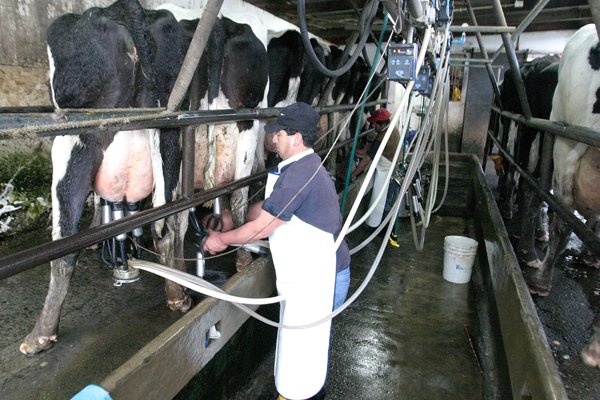FNE pide multa de US$ 7 millones contra Nestlé por incumplir fallo del TDLC