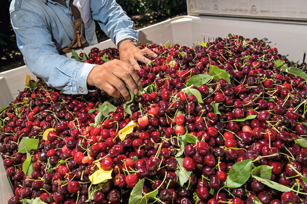 Industria agrícola sube alerta por cerezas en China: Advierte riesgos en nuevos envíos