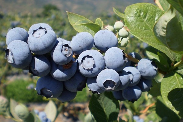 Gobierno peruano festeja que superaron a Chile como principal productor de arándanos