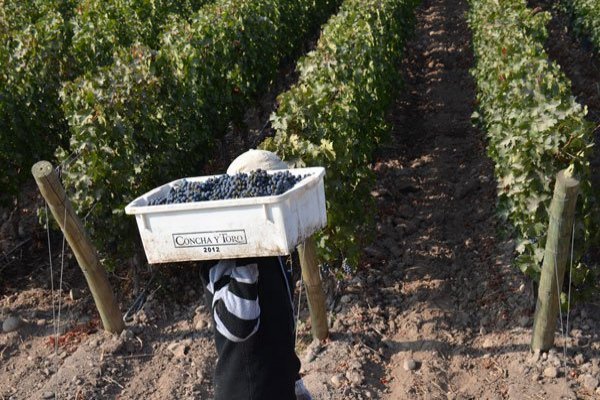 <p>Crisis social llevó a que los volúmenes de venta de Concha y Toro en Chile cayeran más de 16% en el último trimestre de 2019</p>