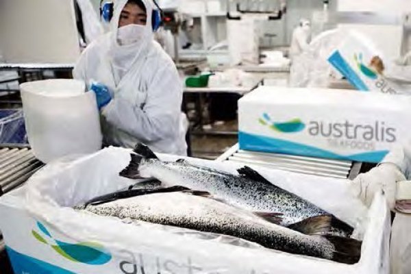 <p>Australis Seafood por Covid-19: “Las operaciones no han sufrido impactos significativos a la fecha”</p>