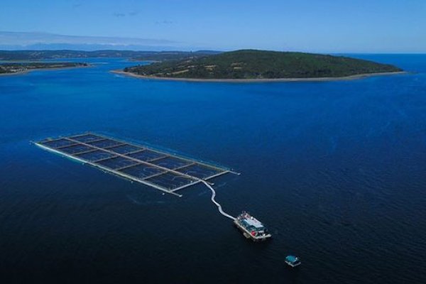 <p>Cermaq cierra dos plantas acusando temas regulatorios e industria salmonera operará tres meses a media capacidad</p>