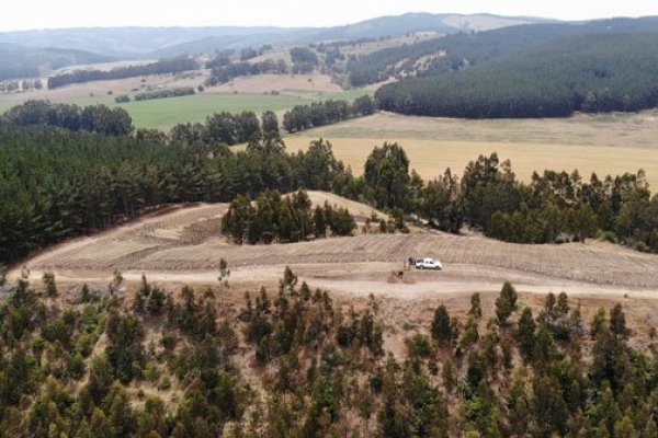 El proyecto ha desarrollado viñedos en diferentes zonas del valle de Curicó.