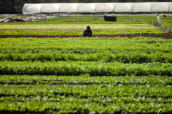 El 81% de las propiedades agrícolas no pagará contribuciones.