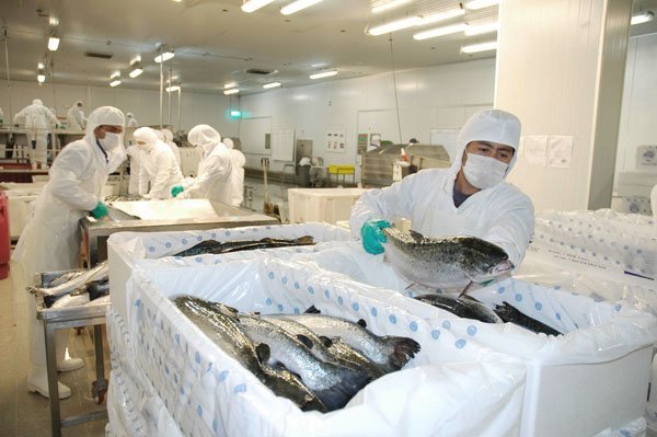 <p>Salmoneras de Magallanes ratifican inversión por US$ 286 millones</p>