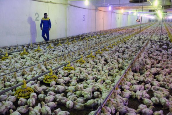 SAG y productores activan coordinación para revertir suspensión de exportaciones de carne de ave a la UE