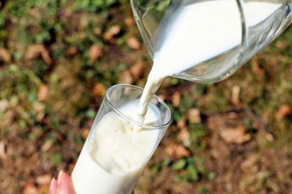 Productores de leche en contra de acuerdo extrajudicial de FNE, Soprole y Prolesur