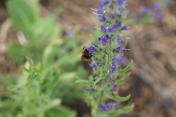 Especie nativa chilena Bombus dahlbomii o abejorro colorado que, según el Inventario de Especies de Chile del Ministerio del Medio Ambiente, está en "peligro de extinción". Foto: Víctor Hugo Monzón