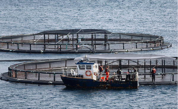 <p>El escape de los peces tuvo lugar en el centro de cultivo "Caicura", ubicado en el Seno Reloncaví, en la región de Los Lagos.</p>