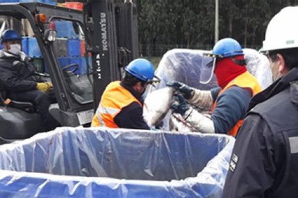 <p>Tras escape desde centro de cultivo, Blumar recuperó 8.476 salmones</p>