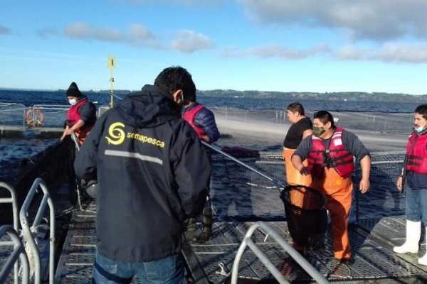 El hecho ocurrió el domingo en Frutillar.