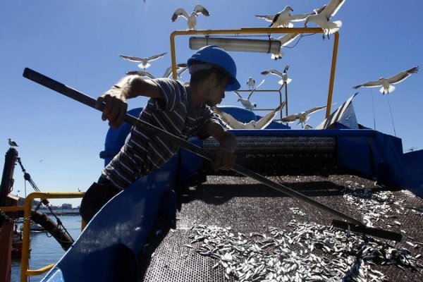 Comisión de Pesca del Senado aprueba ley corta de pesca que termina con renovación automática de licencias de captura