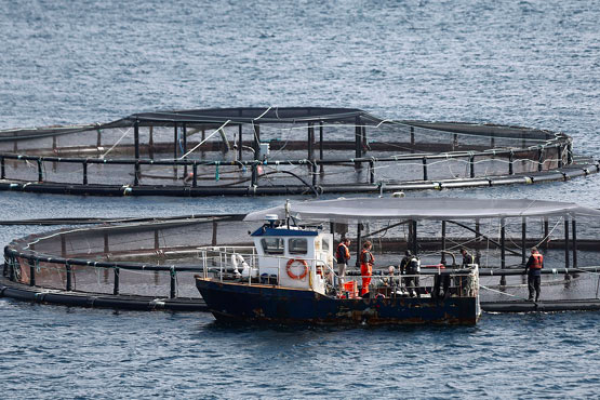 <p>Blumar ha recuperado más de 23 mil especies y SMA ordena a la salmonera nuevas medidas</p>