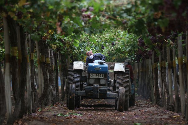 En zonas como Curicó ha precipitado el doble que el año pasado. Foto: Reuters