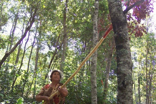 Pueden postular pequeños y grandes propietarios de bosque nativo.