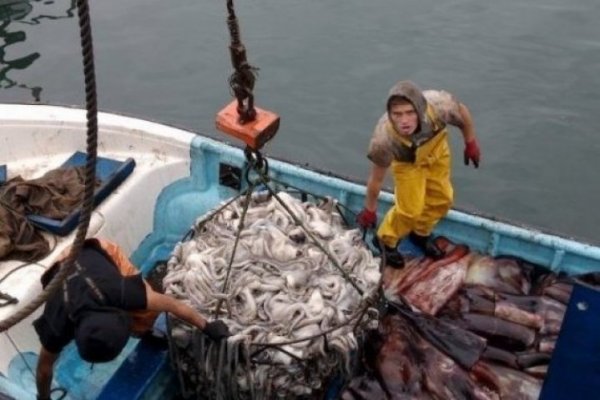 <p>Tribunal Constitucional desestima acción de pesquera Landes contra Ley de la Jibia</p>