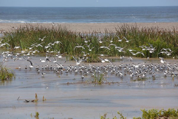 El reglamento busca preservar estos ecosistemas de tierra, cuya superficie se inunda de manera permanente o intermitente.