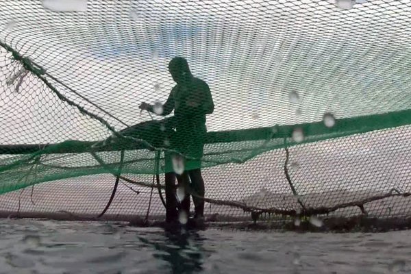 Uno de los principales problemas de la industria es la fuga de peces.