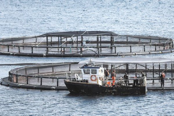 <p>Subpesca impone mayores exigencias a jaulas salmoneras para evitar hundimientos y escape de peces</p>