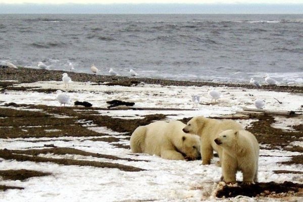 La investigación señala que existen diferencias en las temperaturas de las aguas, pero también en sus niveles de sal.