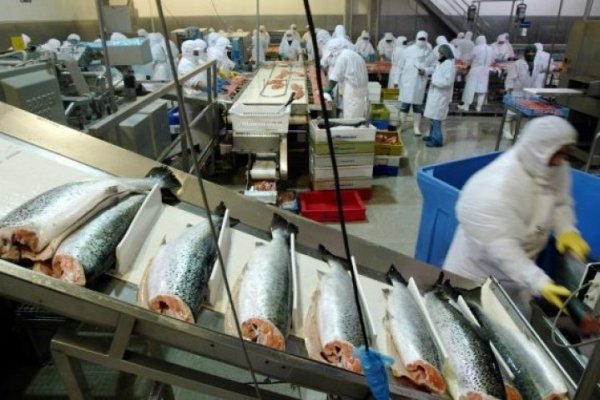 <p>Caída en los precios del salmón lleva a Blumar a cerrar con pérdidas el primer semestre</p>