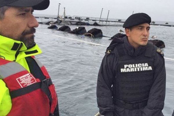 SMA aplica fuerte multa a salmonera Mowi por daño ambiental que implicó el escape de peces en 2018