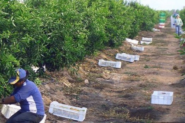 Por tercera vez Covid-19 hace que el INE reagende Censo Agropecuario