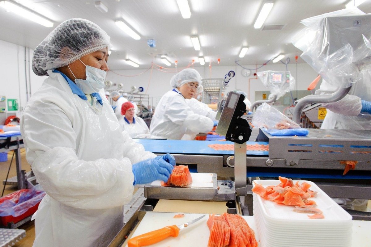 <p>Salmoneras vuelven a las pérdidas afectadas por la baja de precios internacionales</p>