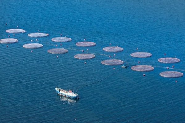 <p>Salmoneras vuelven a las pérdidas afectadas por la baja de precios internacionales</p>
