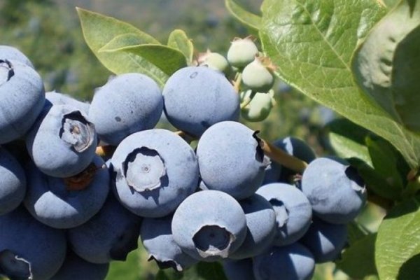 EEUU evaluará aplicar salvaguardas a la importación de arándanos