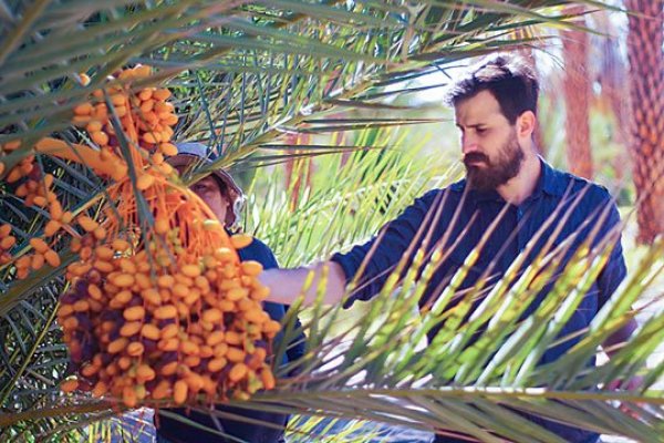 Unos 22.500 km2 tienen el potencial para el cultivo de palmas datileras en el norte grande.