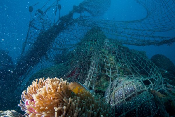 Se estima que 11 millones de toneladas de plásticos terminan en el océano cada año.