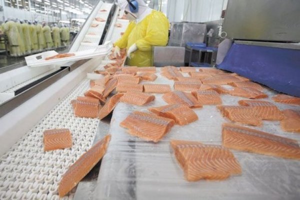 Industria salmonera pagó casi $15.000 millones en patentes acuícolas durante 2019