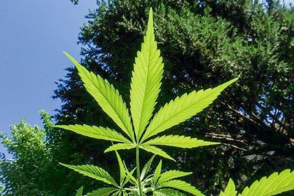 Fundación Daya cambia de socios por restricciones al suministro de cannabis