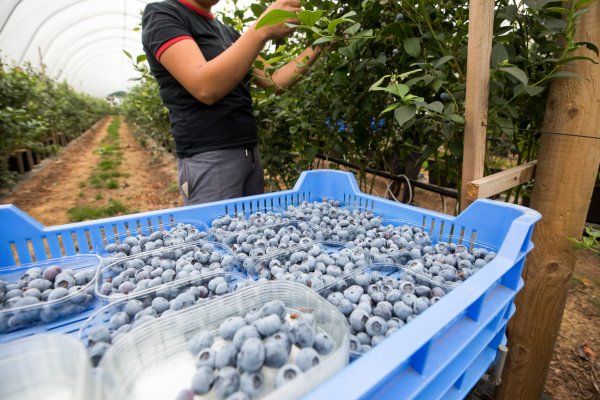 China y Norteamérica destacan entre los destinos de la fruta. Foto: Bloomberg