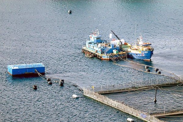 Noruega casi duplica producción chilena de salmón y logra vender a mejores precios