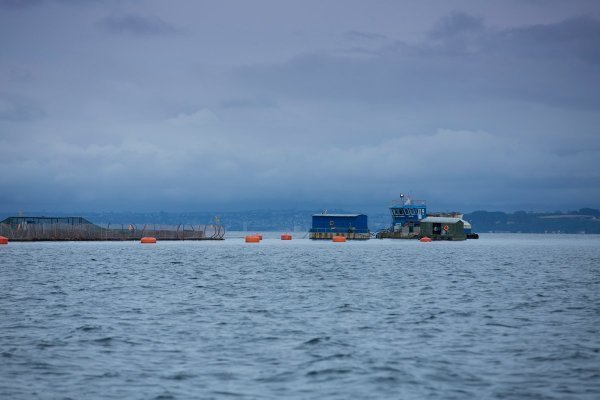 <p>China suspende importaciones de empresa de mariscos chilena tras detectar Covid-19 en empaque</p>