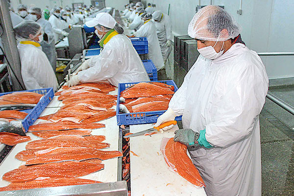 Envíos de salmón y trucha en Chile caerán por limitaciones de vuelos