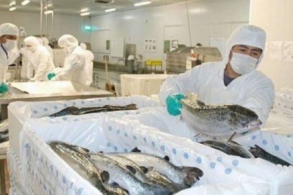 SMA formuló cargo “grave” contra salmonera Mowi Chile por sobreproducción en Centro Quitralco