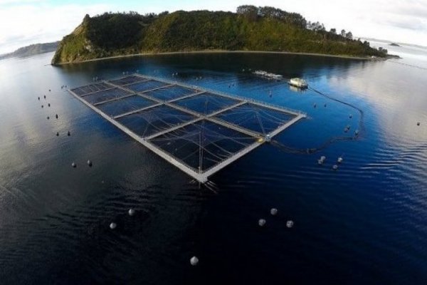 Multiexport Foods materializa el cierre de sus centros de cultivos en la región de Los Lagos