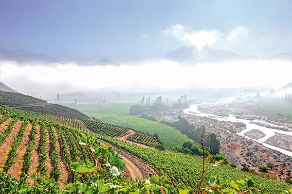 Viña San Esteban aterriza en el e-commerce y lanza nueva línea de vinos