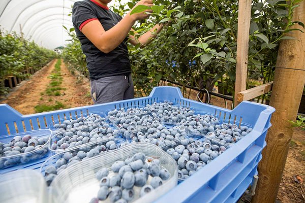 Conflicto entre productores de cajas de arándanos escala al TDLC