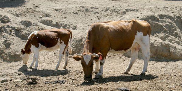 Este enfoque estaría pensado principalmente para la ganadería que se hace en el sur de Chile con bovinos de leche y de carne