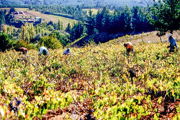 Escasez de mano de obra y aumento de costos laborales alertan a los gremios frutícolas