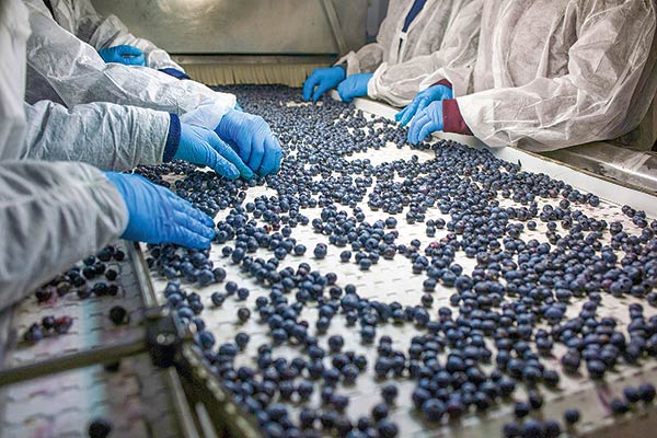 El avance de la investigación en EEUU para aplicar salvaguardias a importaciones de arándanos