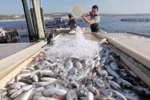 Subsecretaria de Pesca pide aprobar proyecto que favorece a pescadores artesanales y lamenta demora en la Cámara